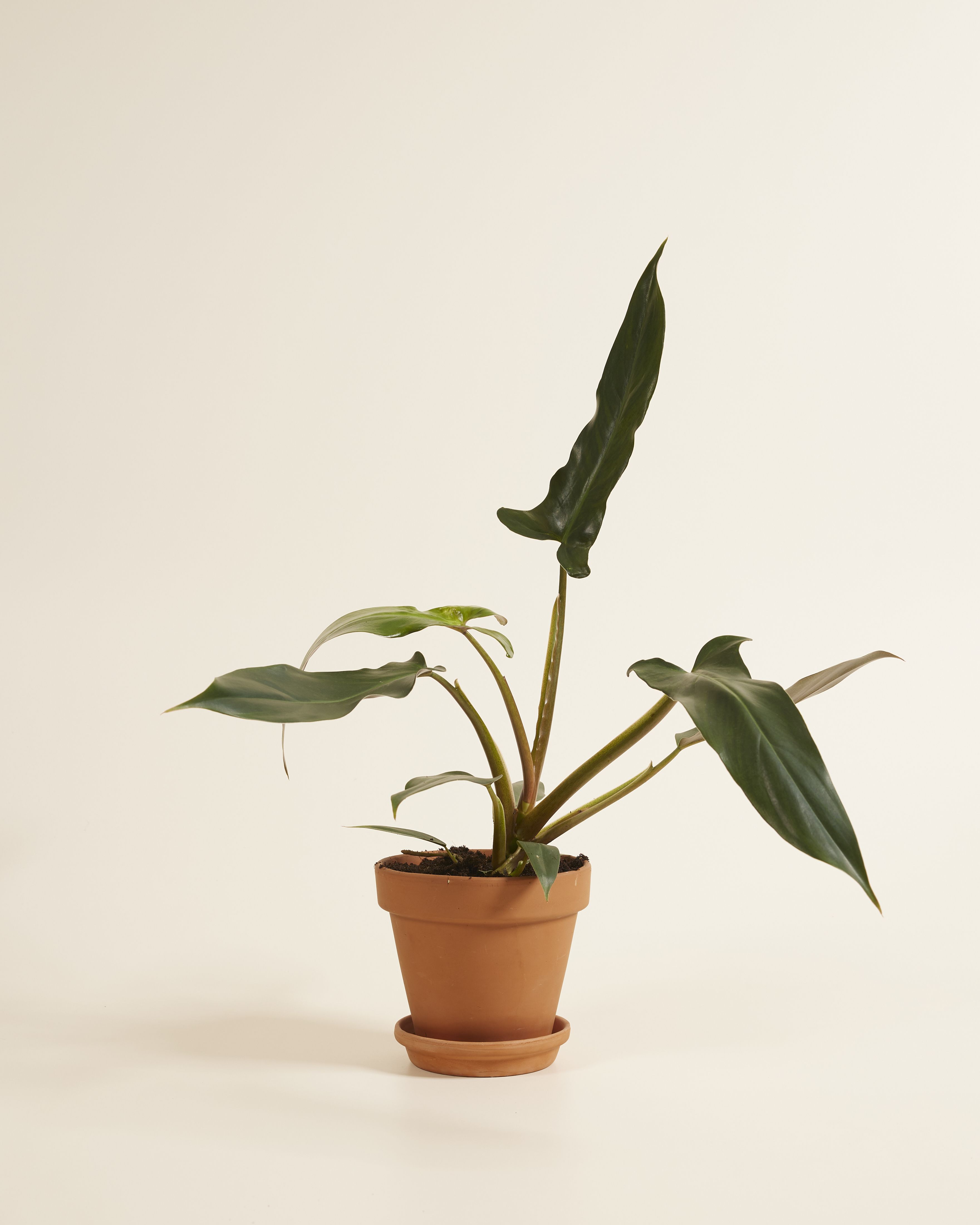 Philodendron Mexicanum