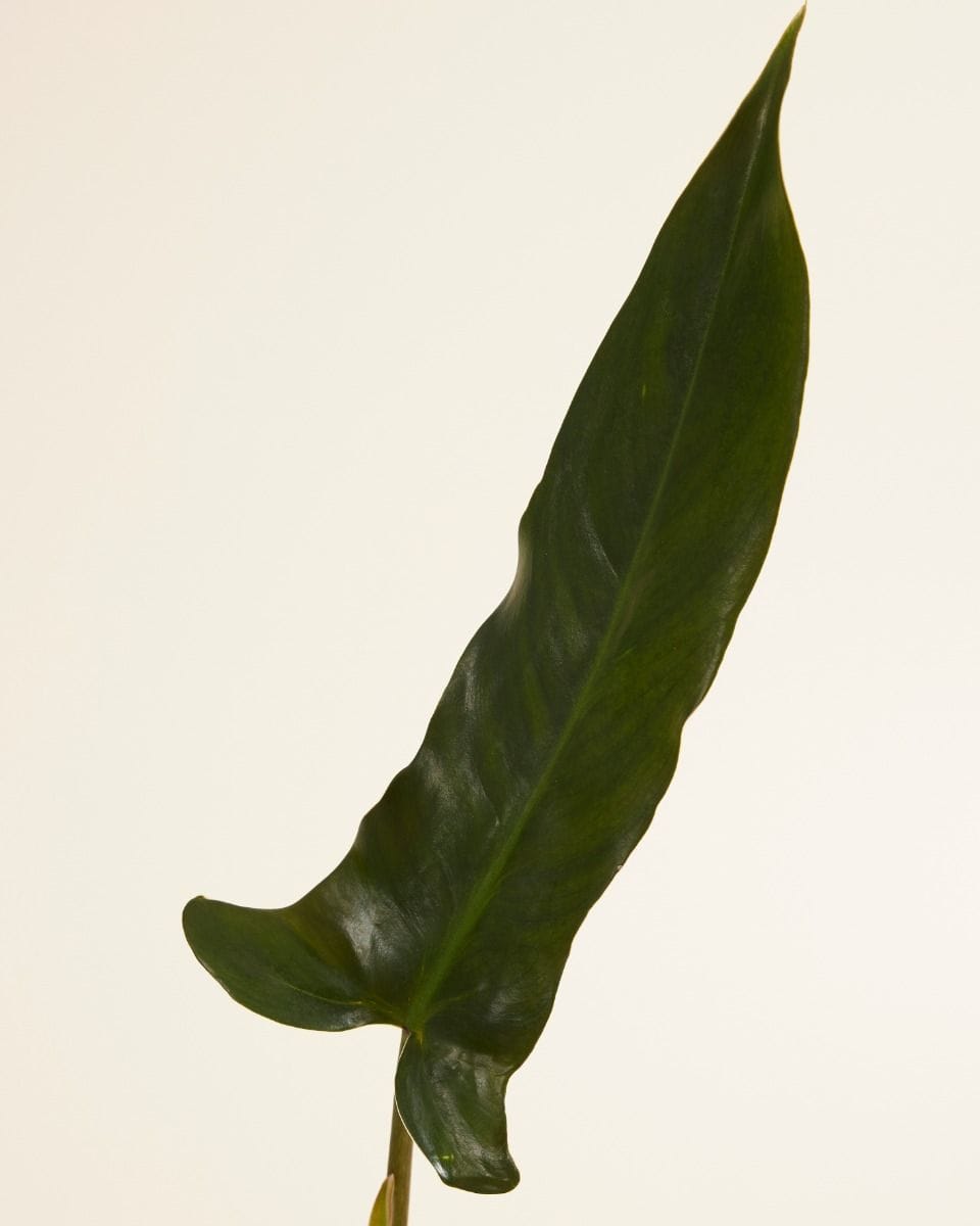 Philodendron Baumfreund Mexicanum
