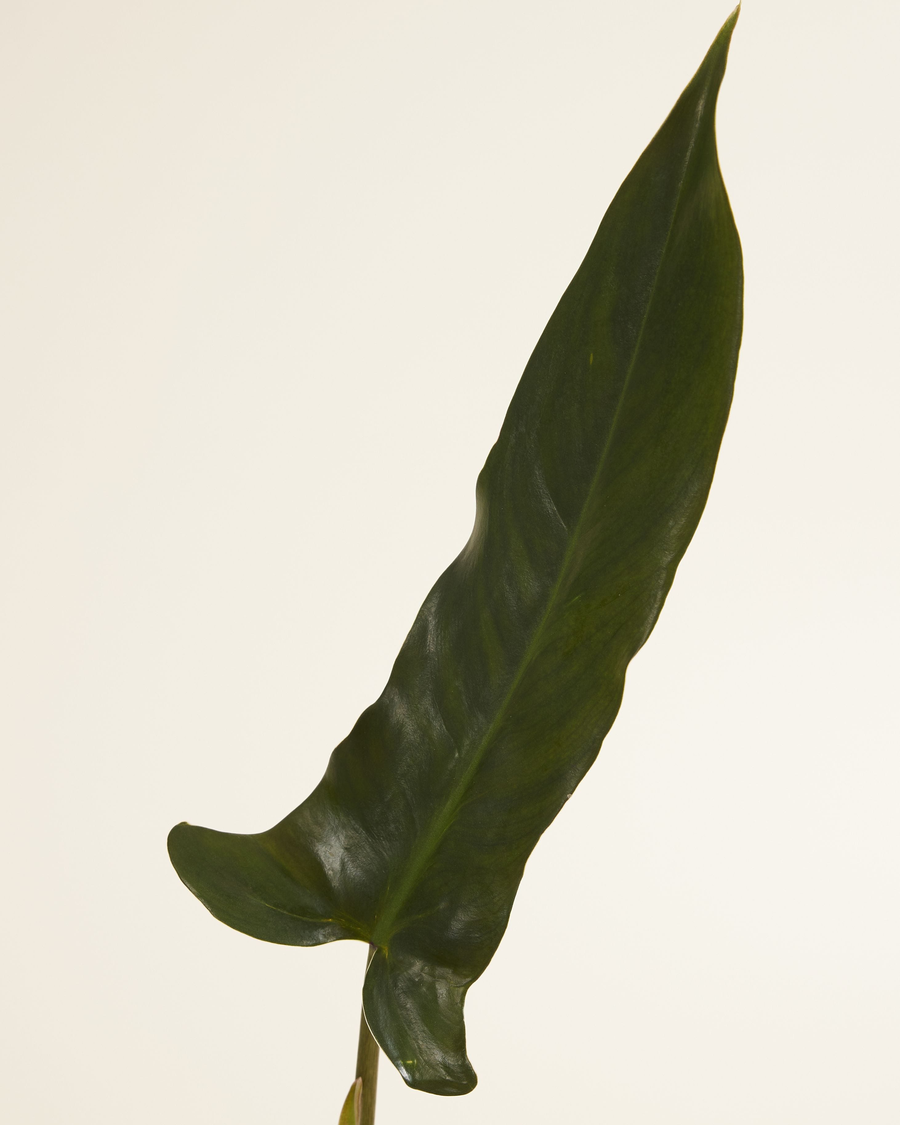 Philodendron Mexicanum