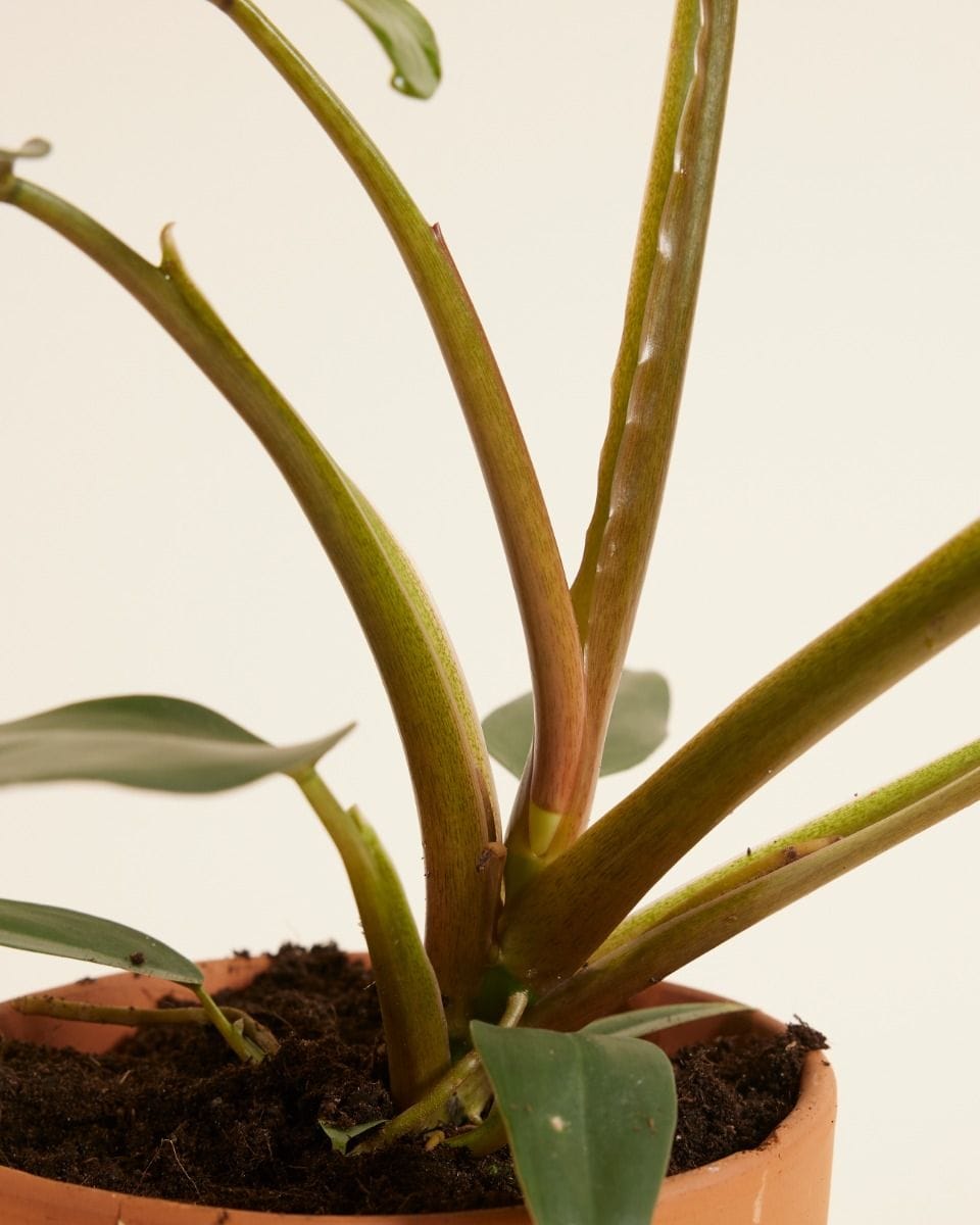 Philodendron Baumfreund Mexicanum