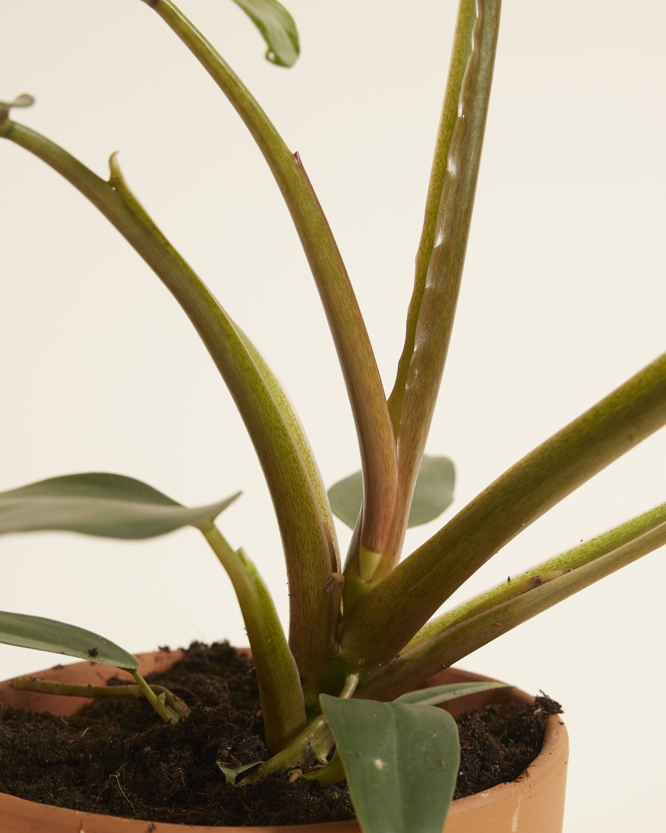 Philodendron Mexicanum