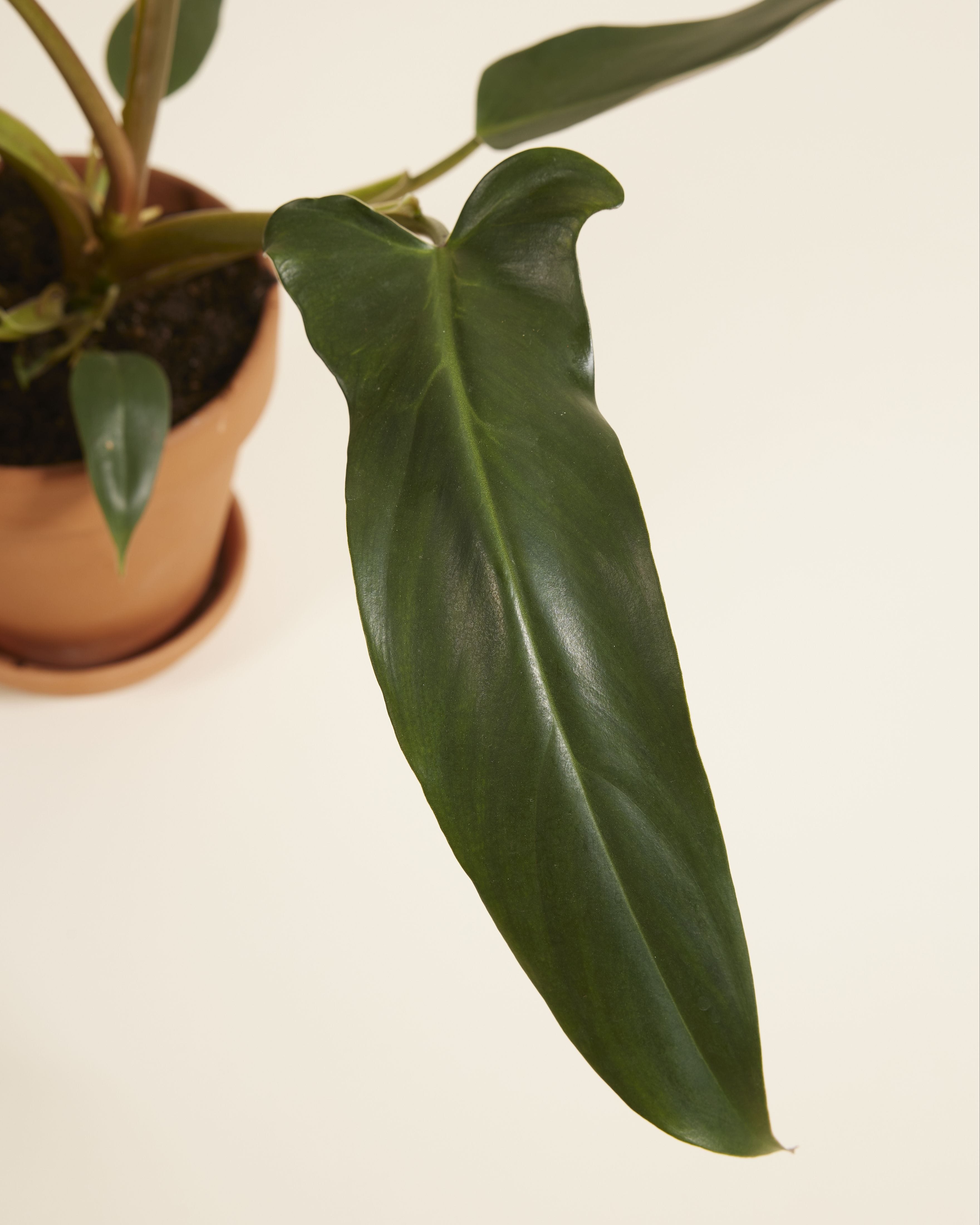 Philodendron Mexicanum