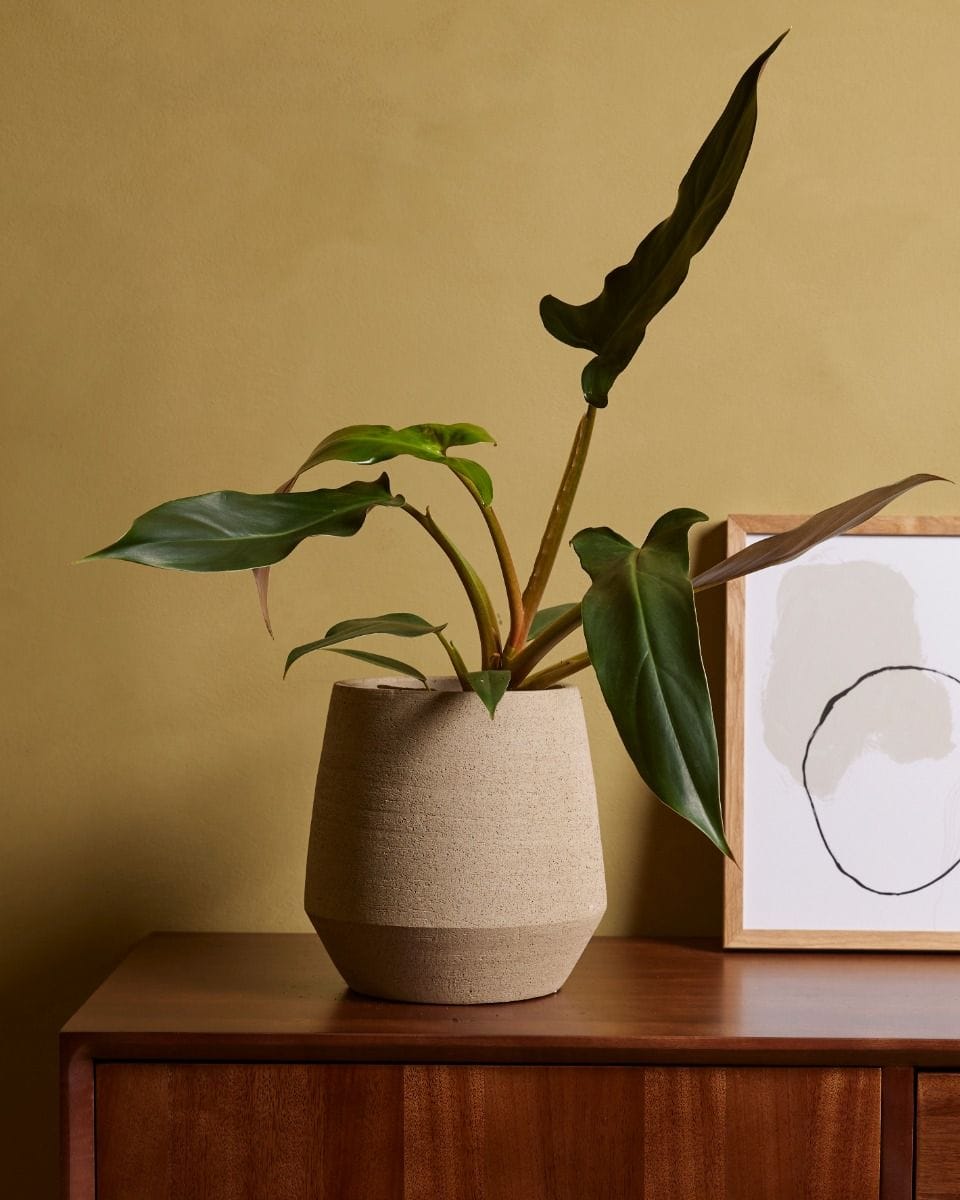 Philodendron Baumfreund Mexicanum