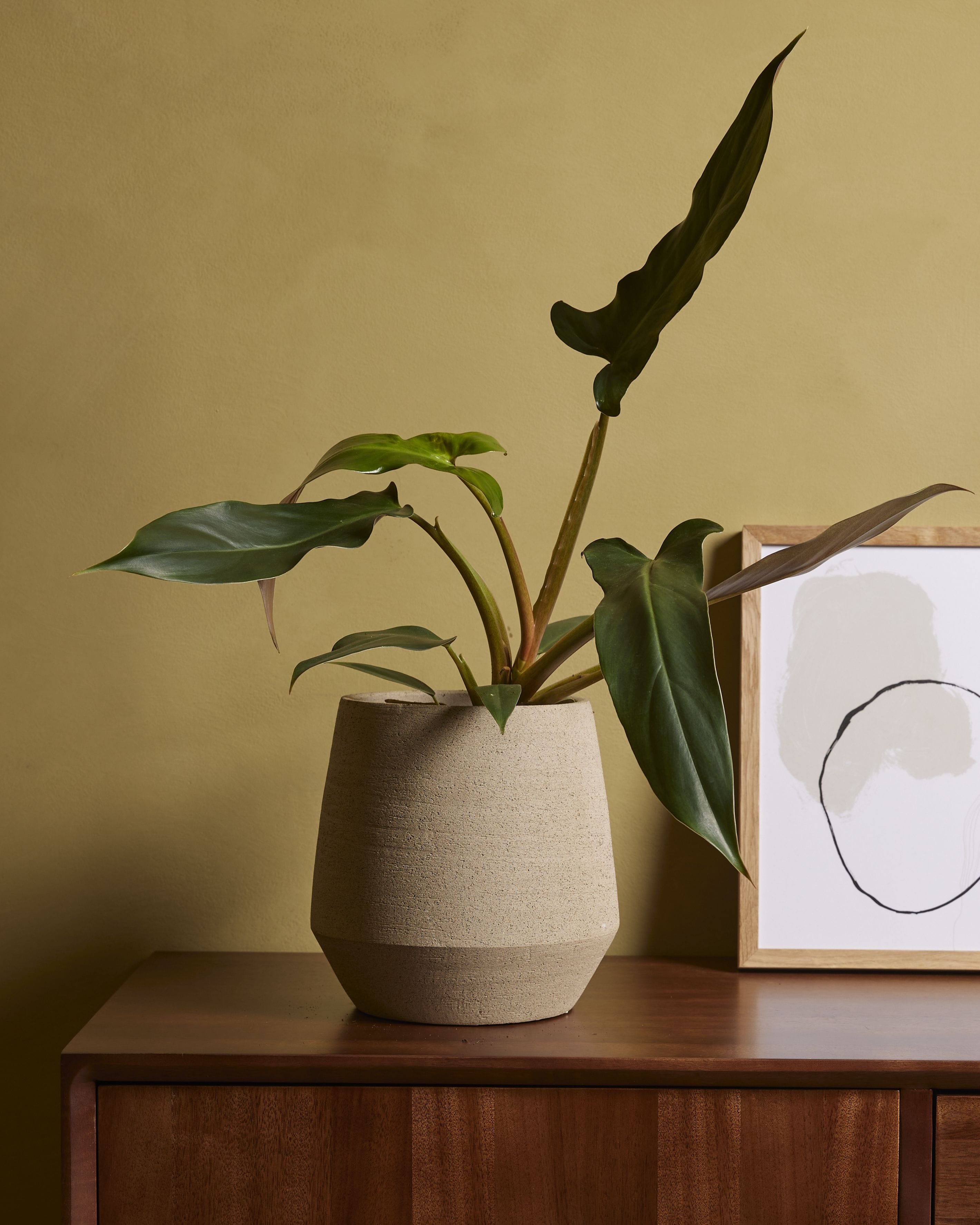 Philodendron Mexicanum