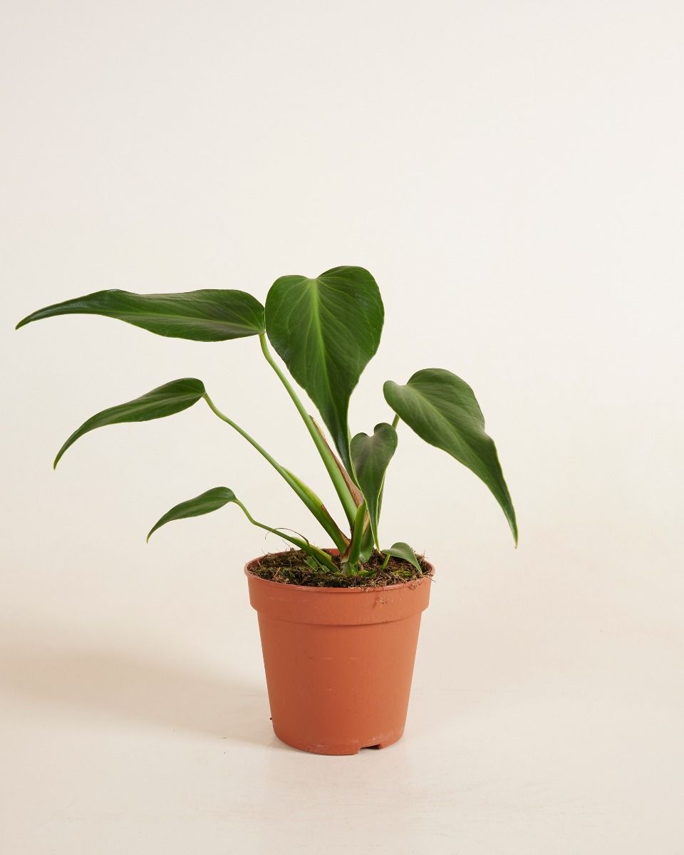 Monstera Burle Marx Flame