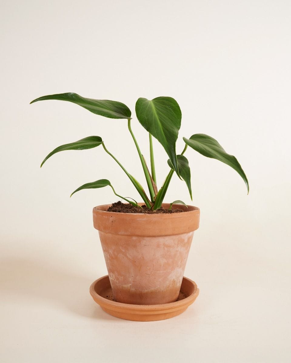 Monstera Burle Marx Flame