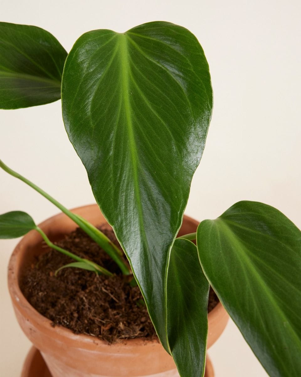 Monstera Burle Marx Flame