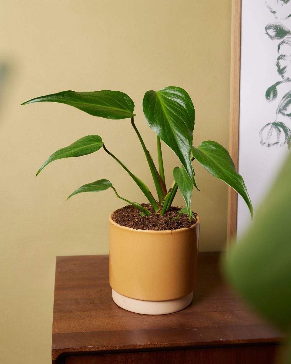 Monstera Burle Marx Flame