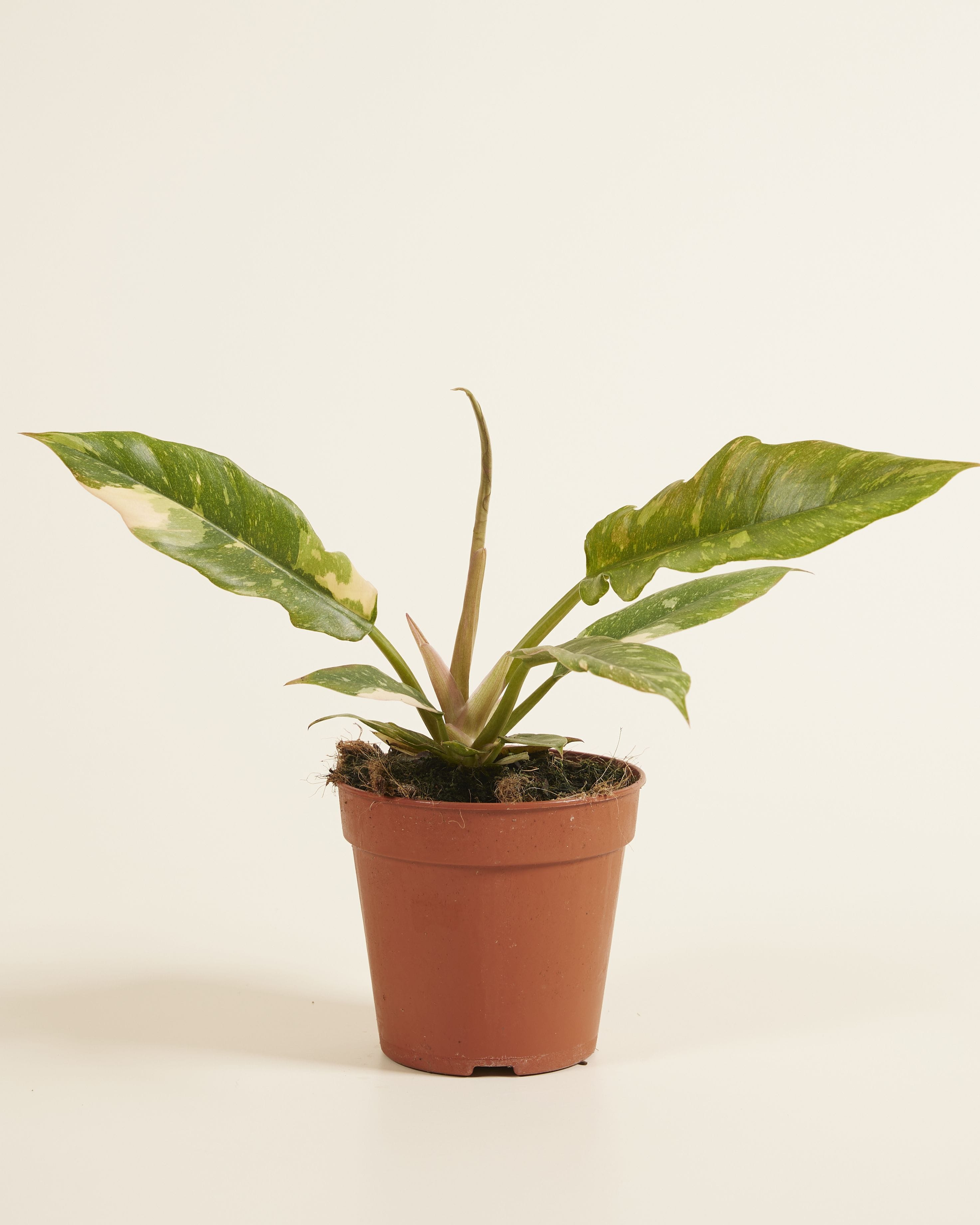 Philodendron Ring of Fire