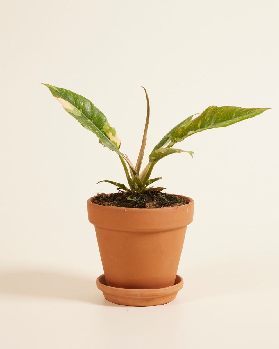 Philodendron Ring of Fire