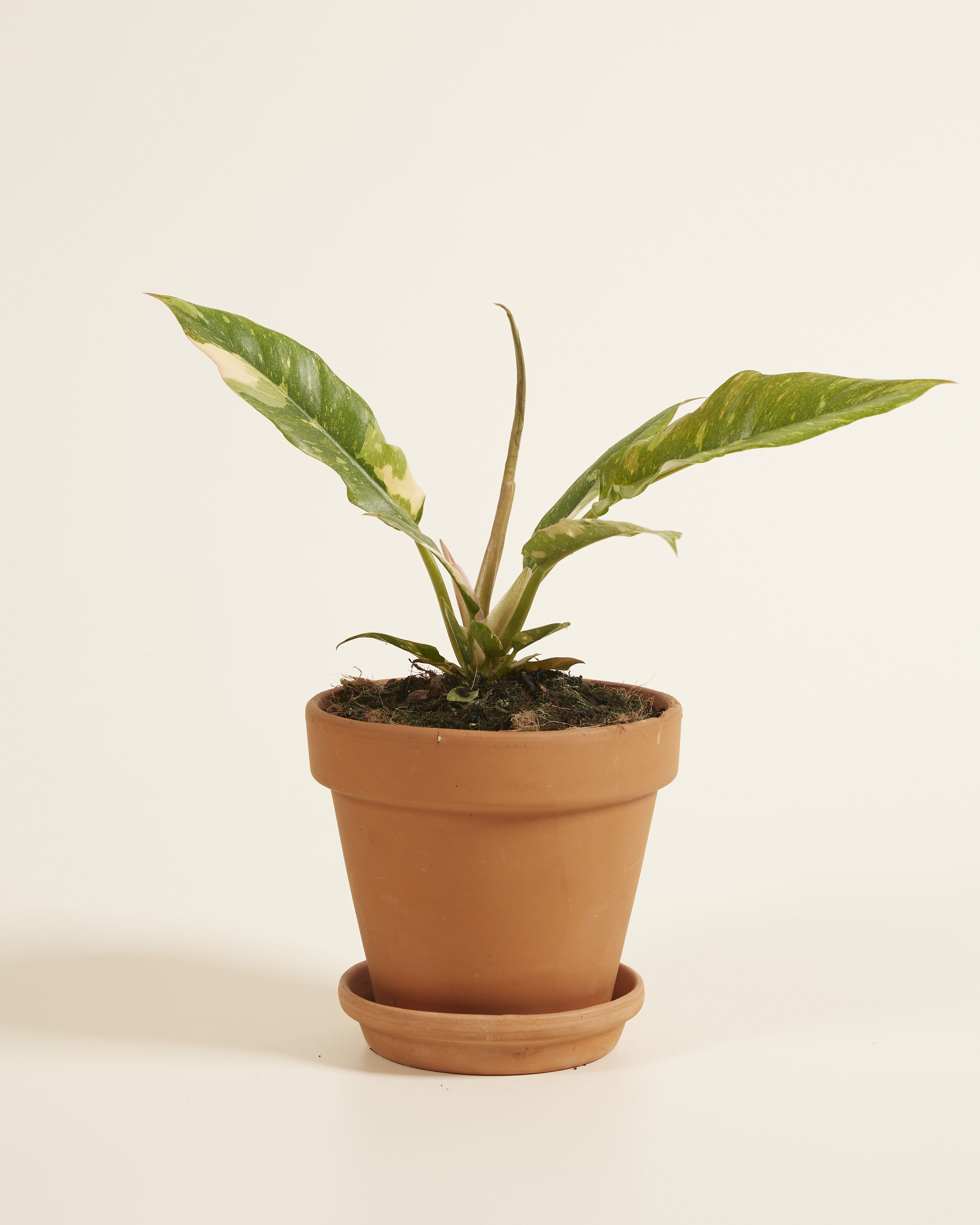 Philodendron Ring of Fire