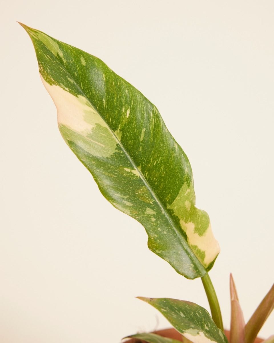 Philodendron Ring of Fire