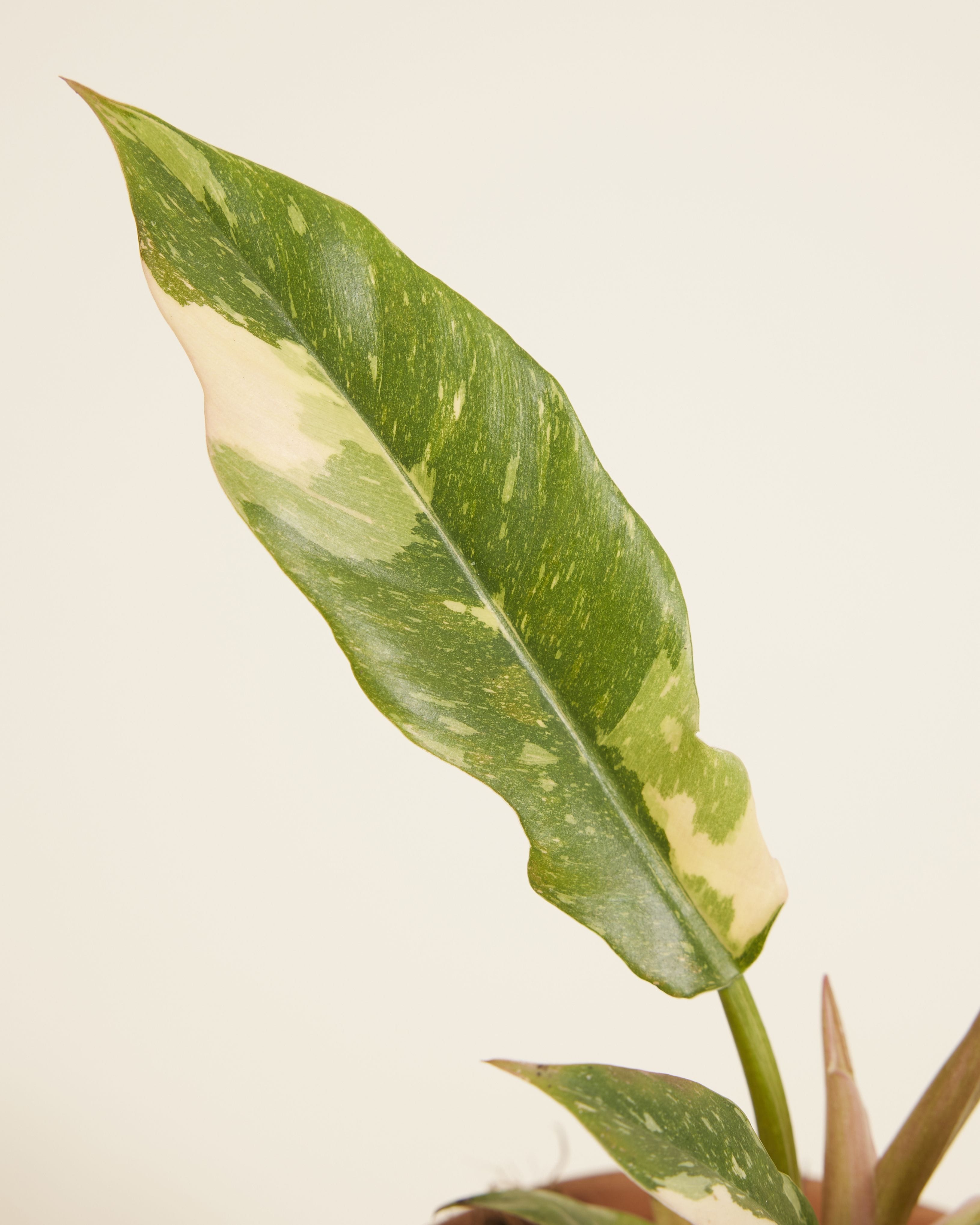 Philodendron Ring of Fire