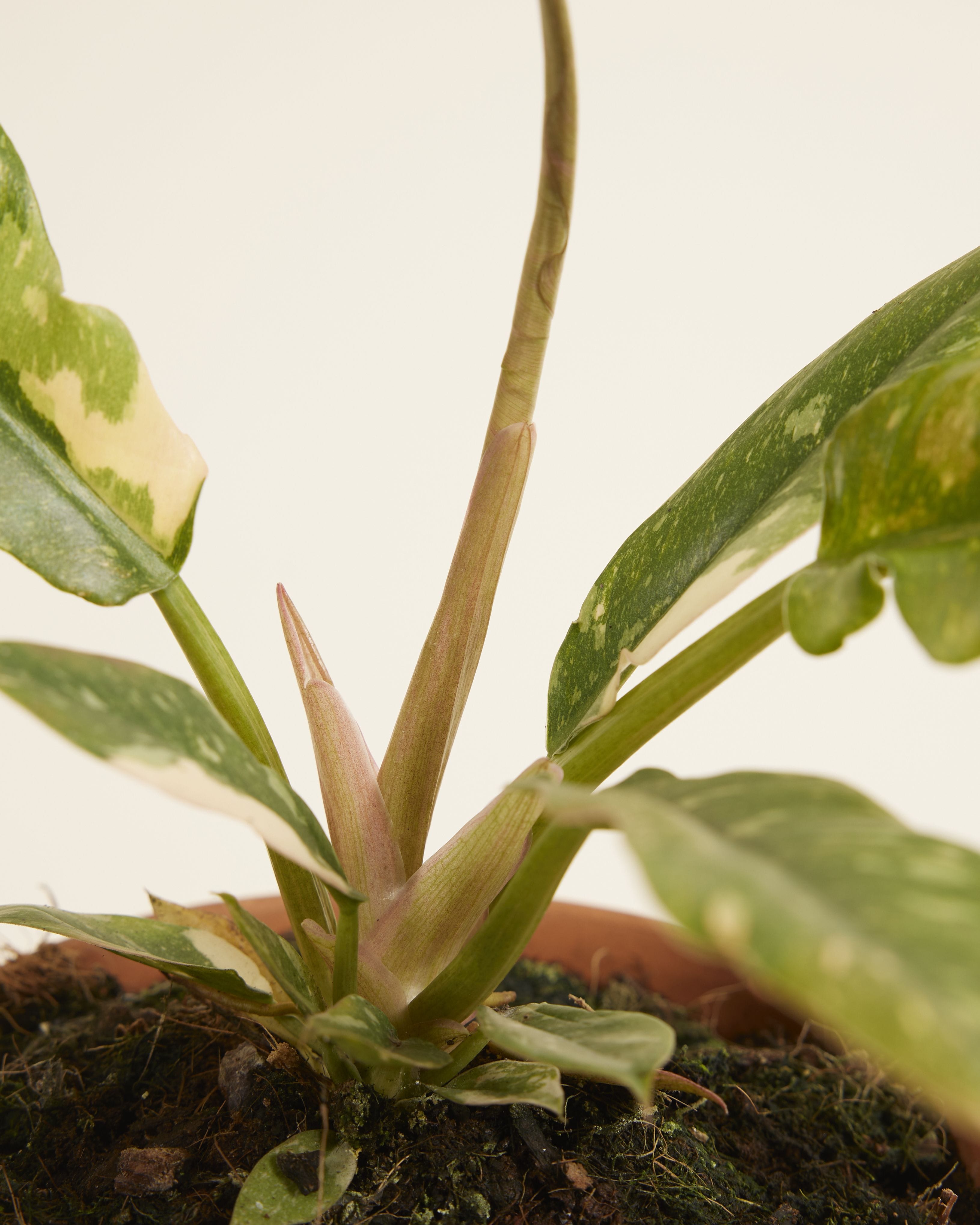 Philodendron Ring of Fire
