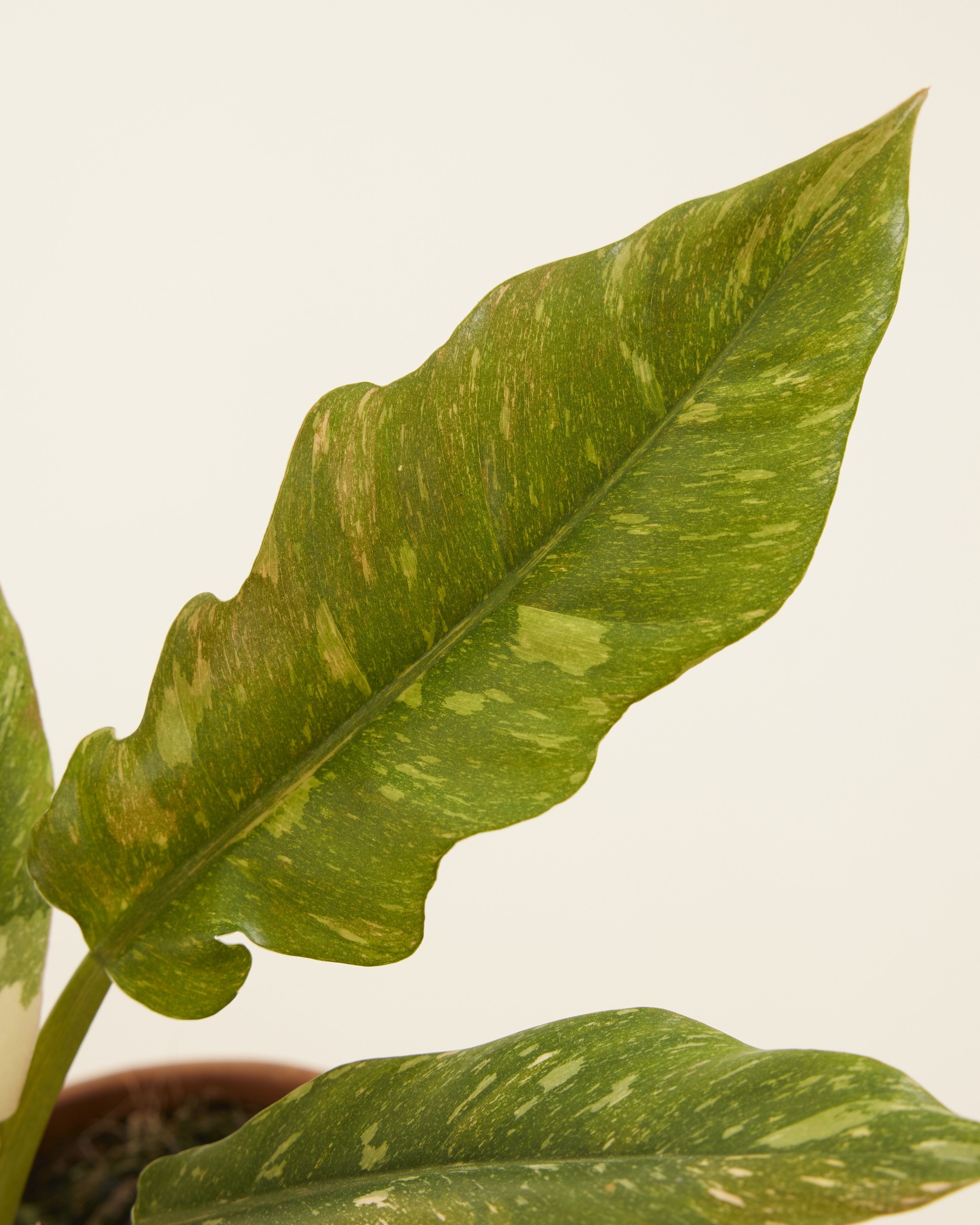 Philodendron Ring of Fire