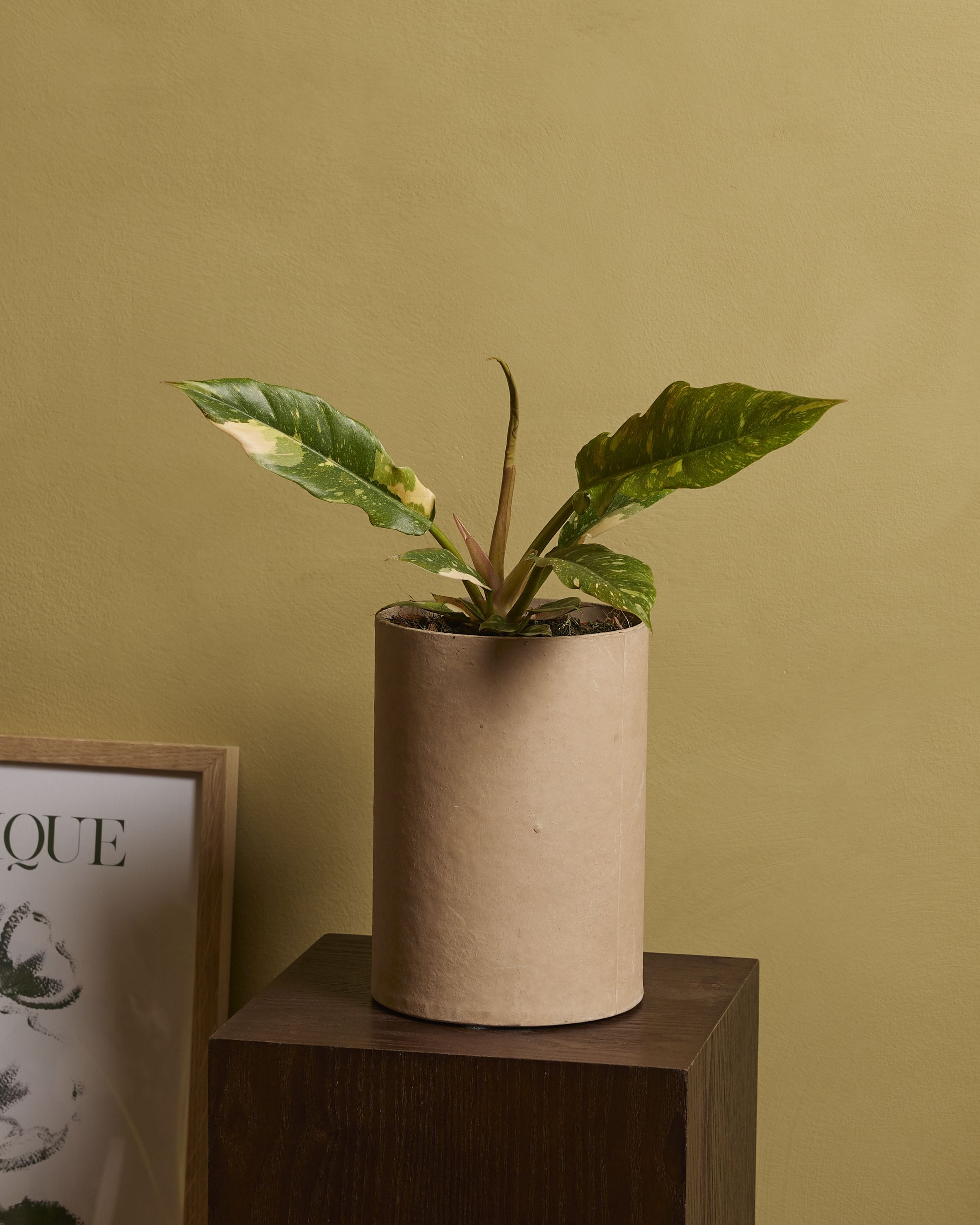 Philodendron Ring of Fire