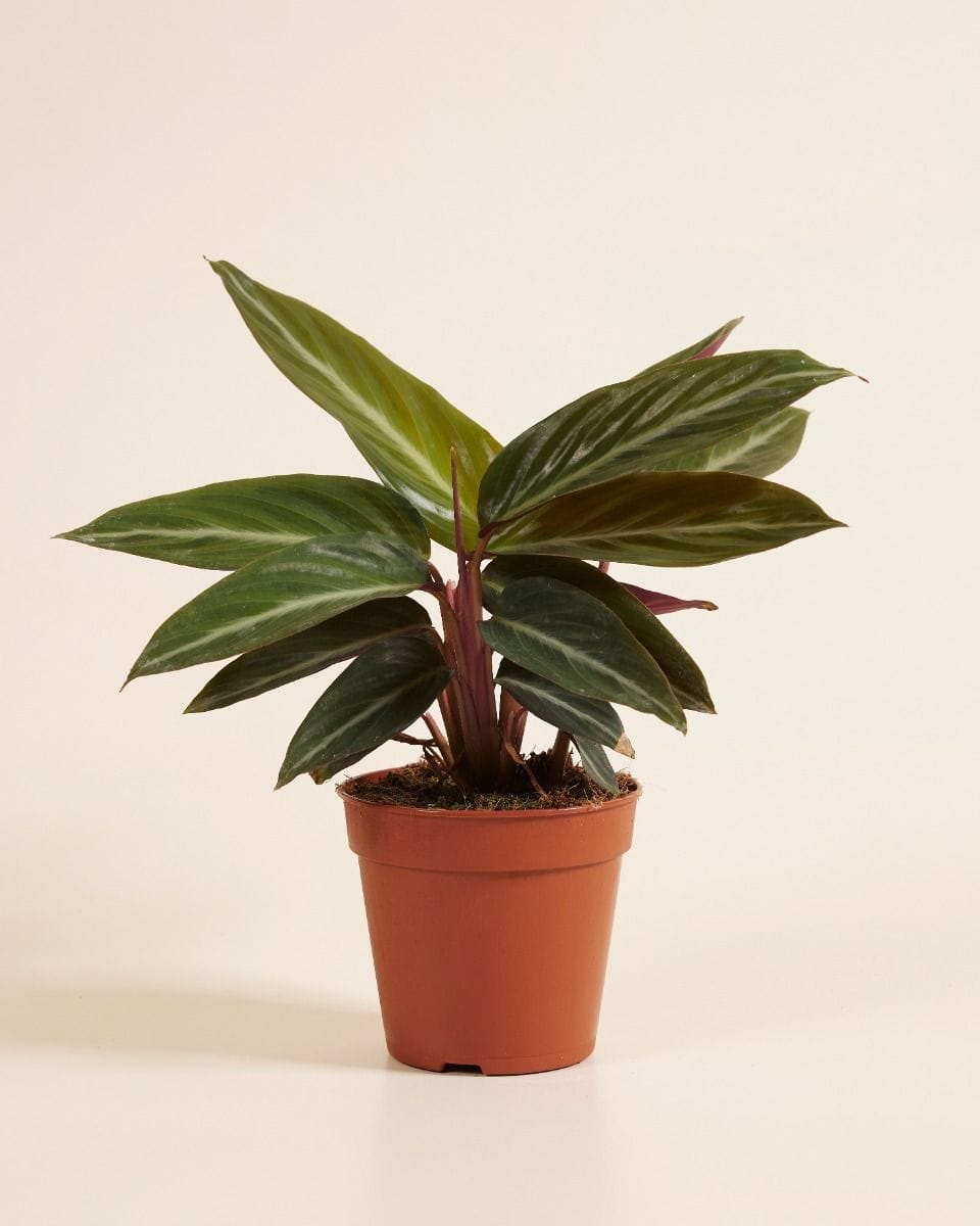Stromanthe Sanguinea
