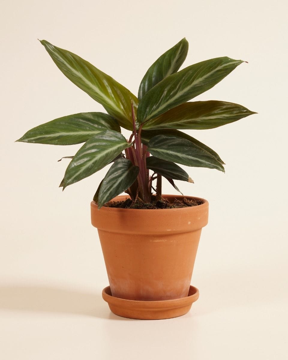 Stromanthe Sanguinea