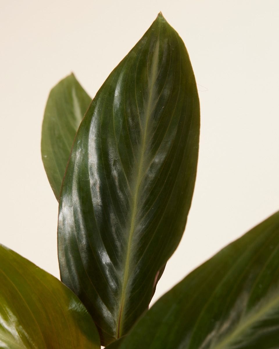 Stromanthe Sanguinea