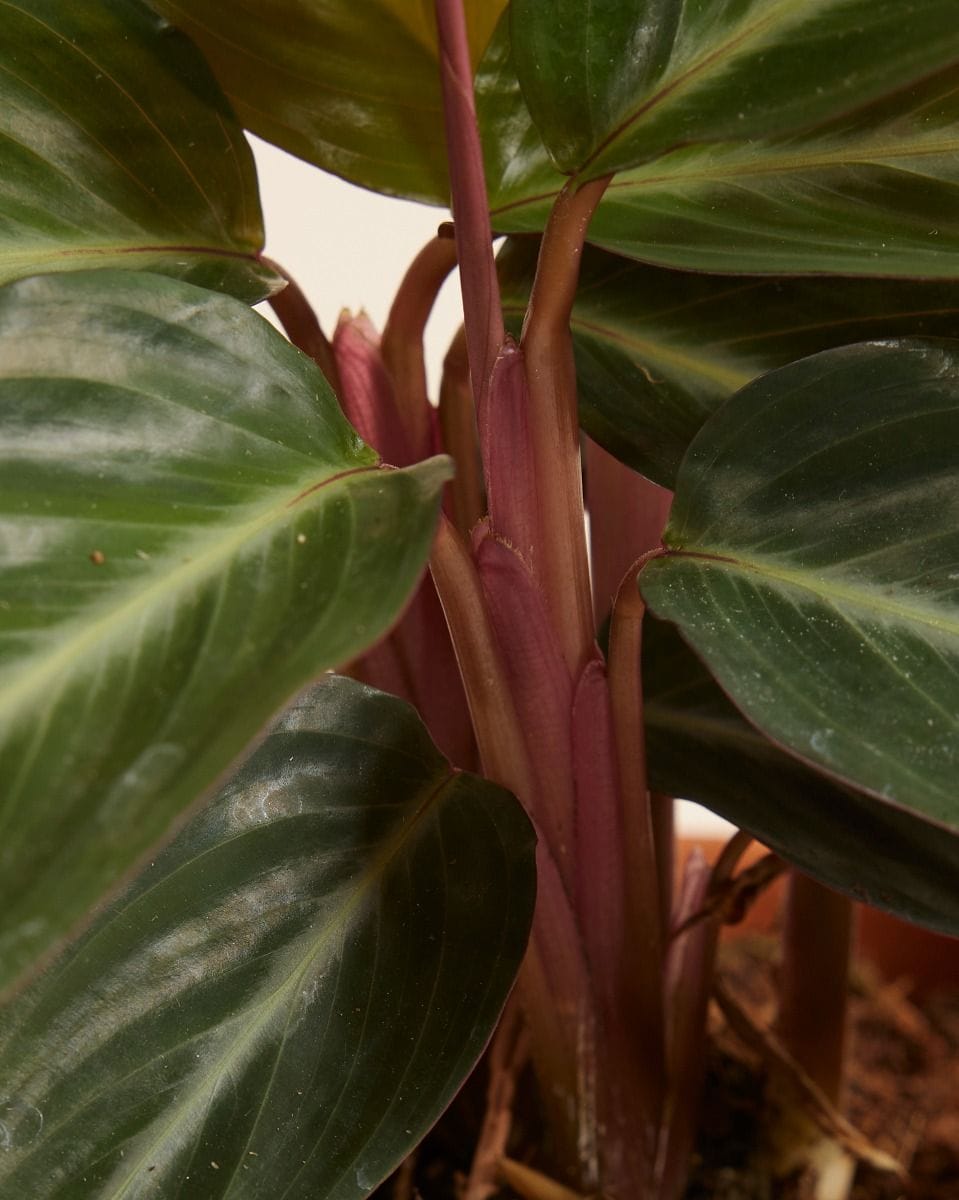 Stromanthe Sanguinea