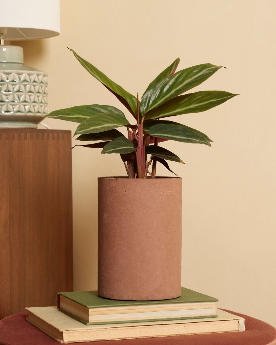 Stromanthe Sanguinea