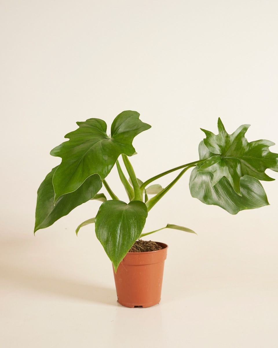 Philodendron Baumfreund Warszewiczii