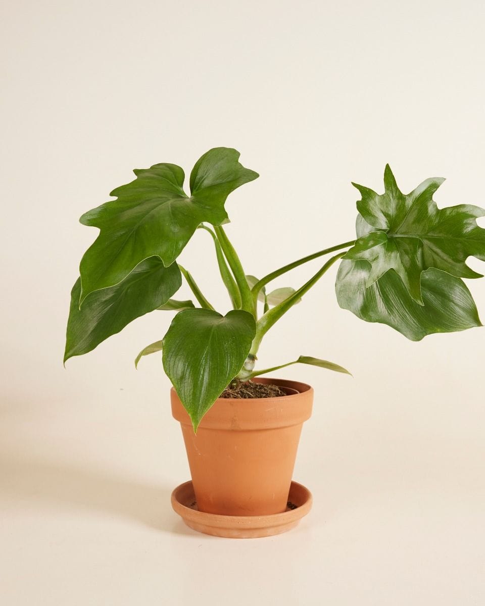 Philodendron Baumfreund Warszewiczii