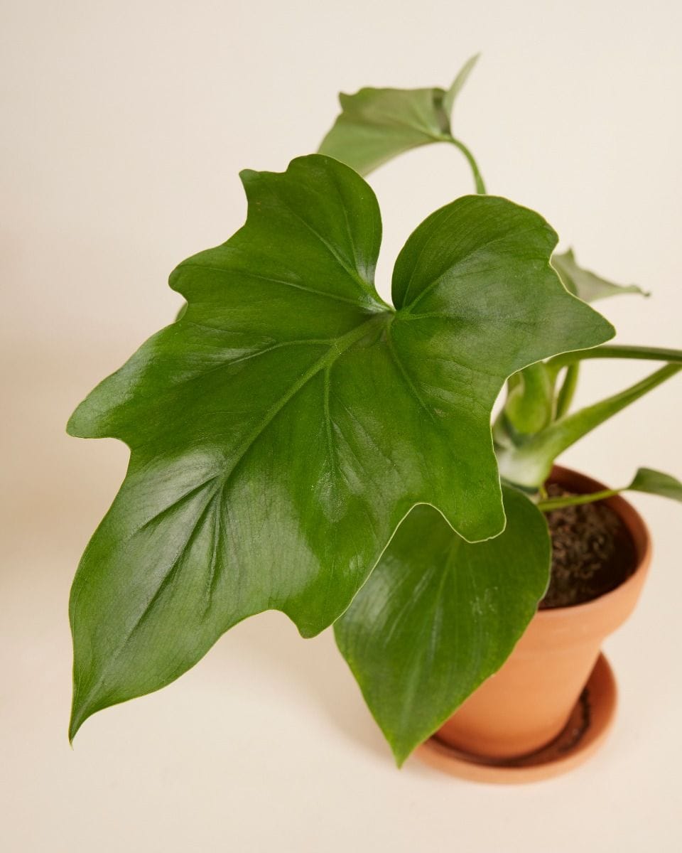 Philodendron Baumfreund Warszewiczii