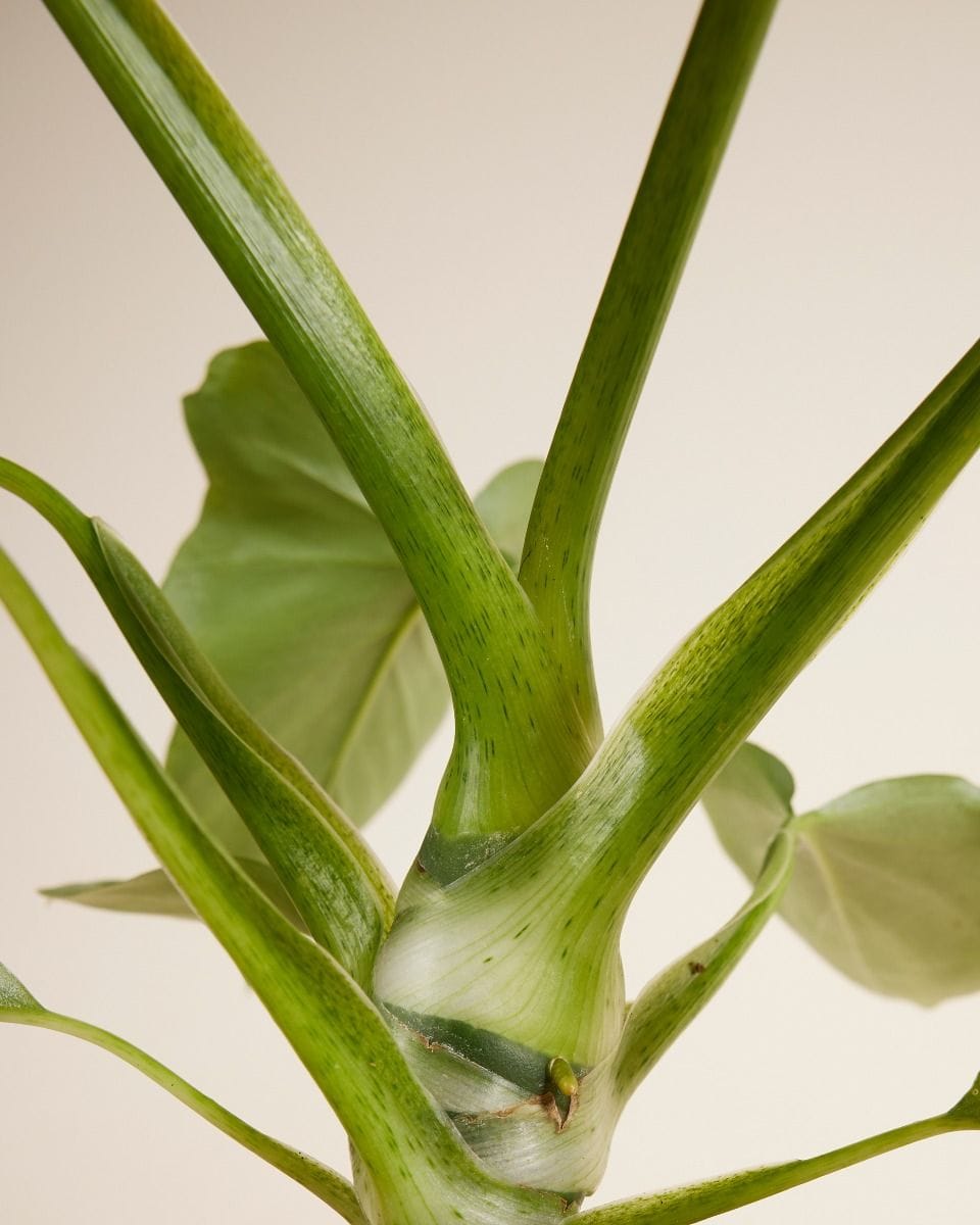 Philodendron Baumfreund Warszewiczii
