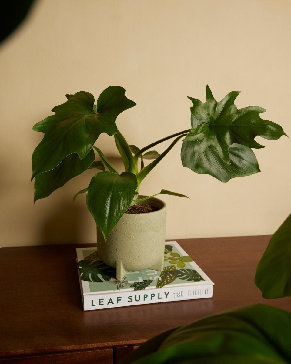 Philodendron Baumfreund Warszewiczii
