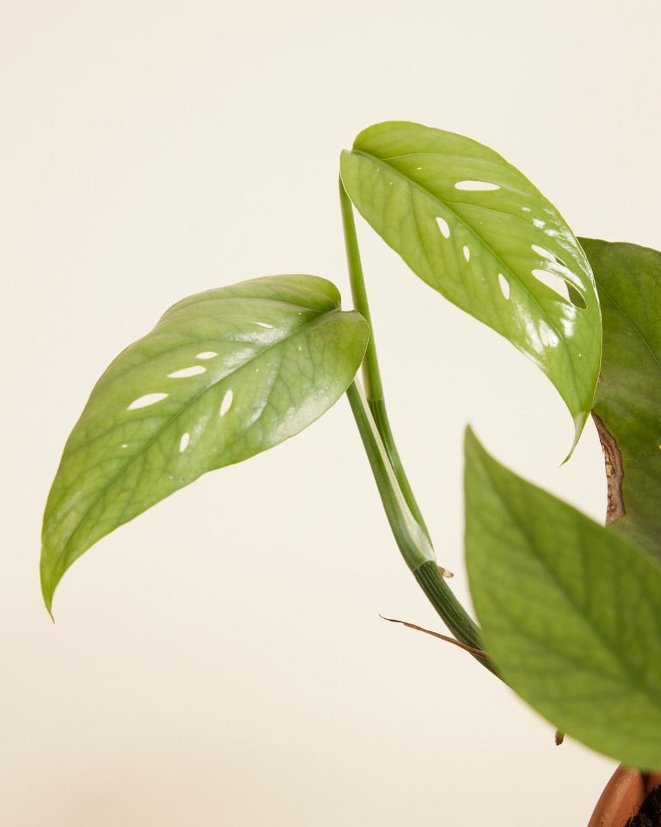 Epipremnum Cebu Blue