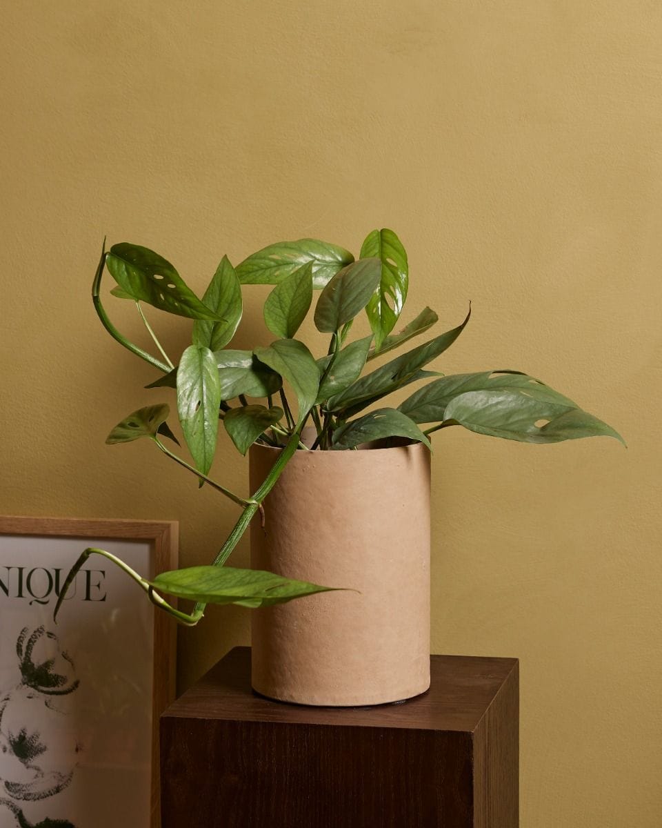 Epipremnum Cebu Blue