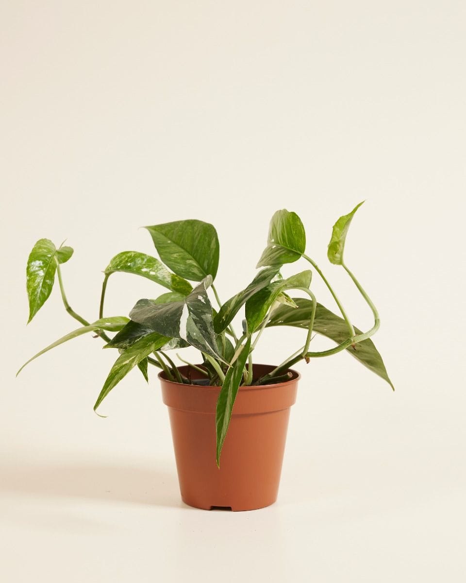 Epipremnum Pinnatum Variegata
