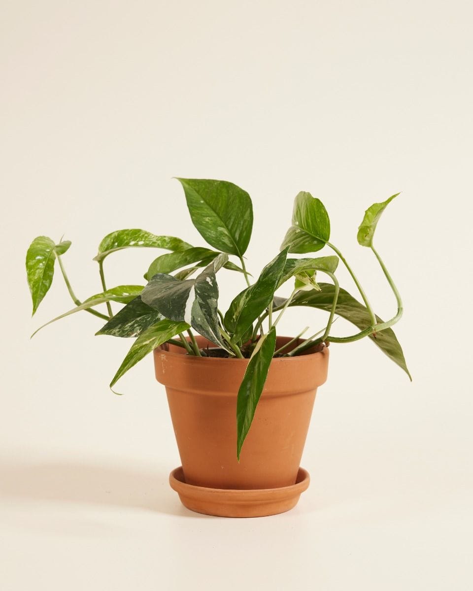Epipremnum Pinnatum Variegata
