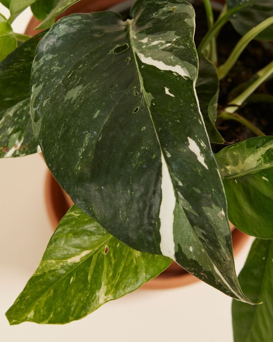 Epipremnum Pinnatum Variegata