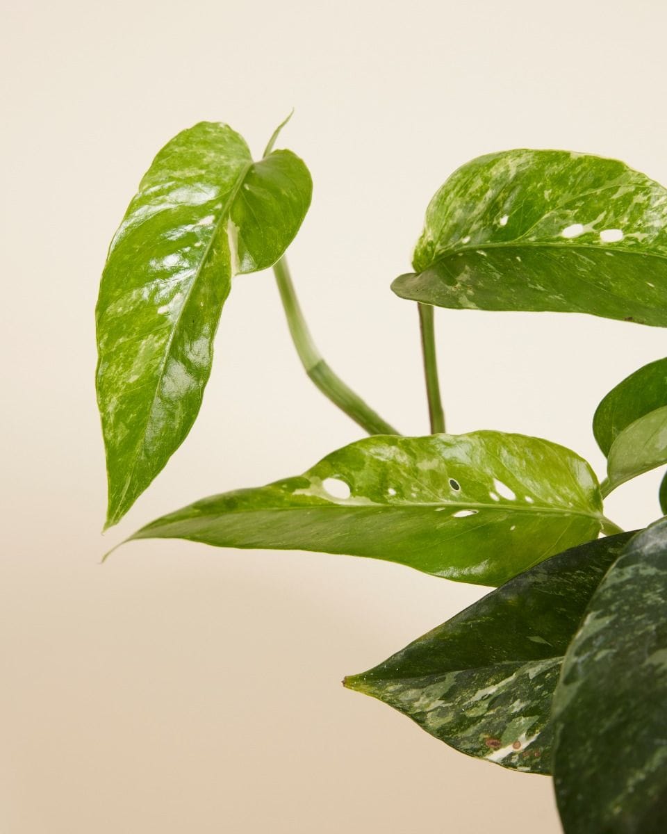Epipremnum Pinnatum Variegata