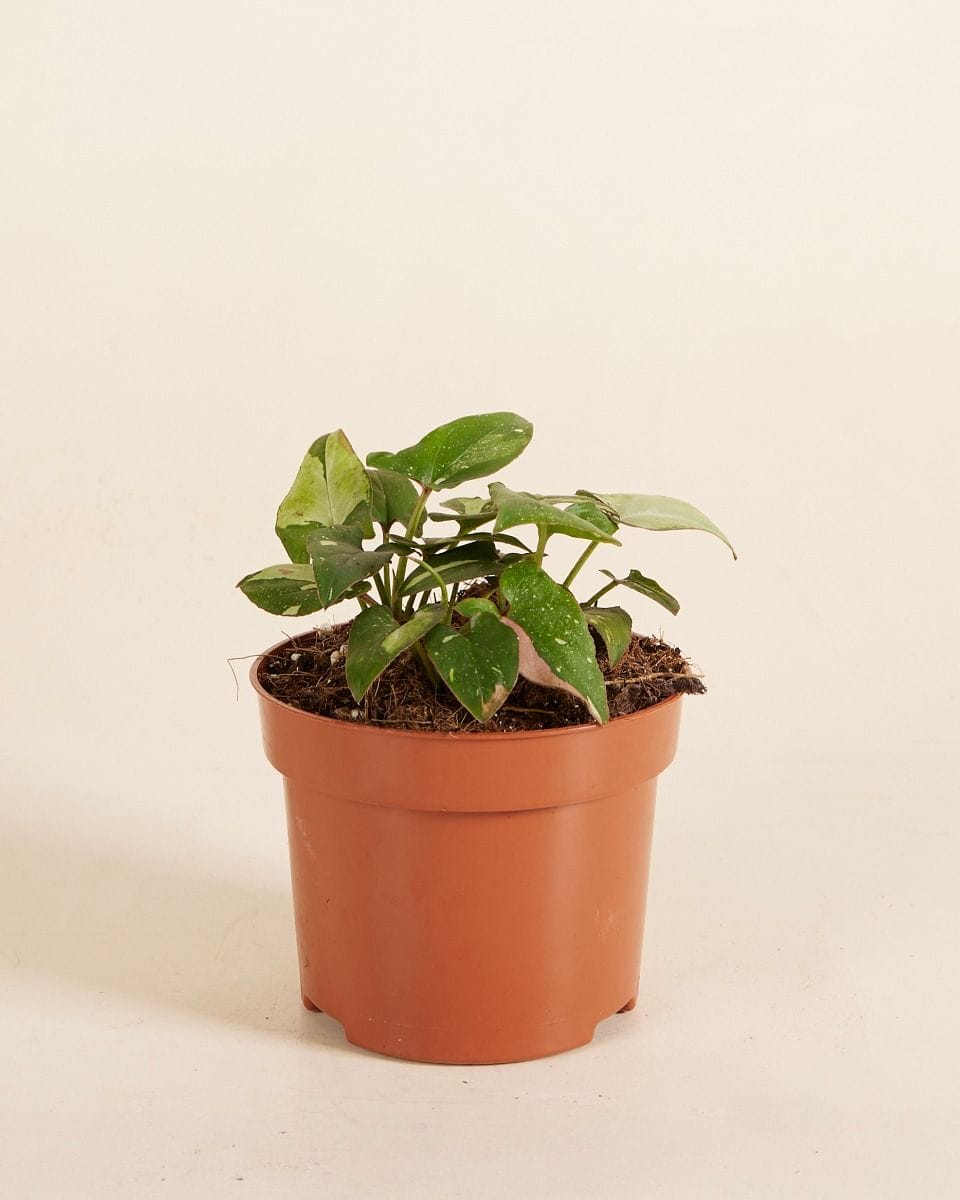 Syngonium Arrowhead Tricolor Red Spot