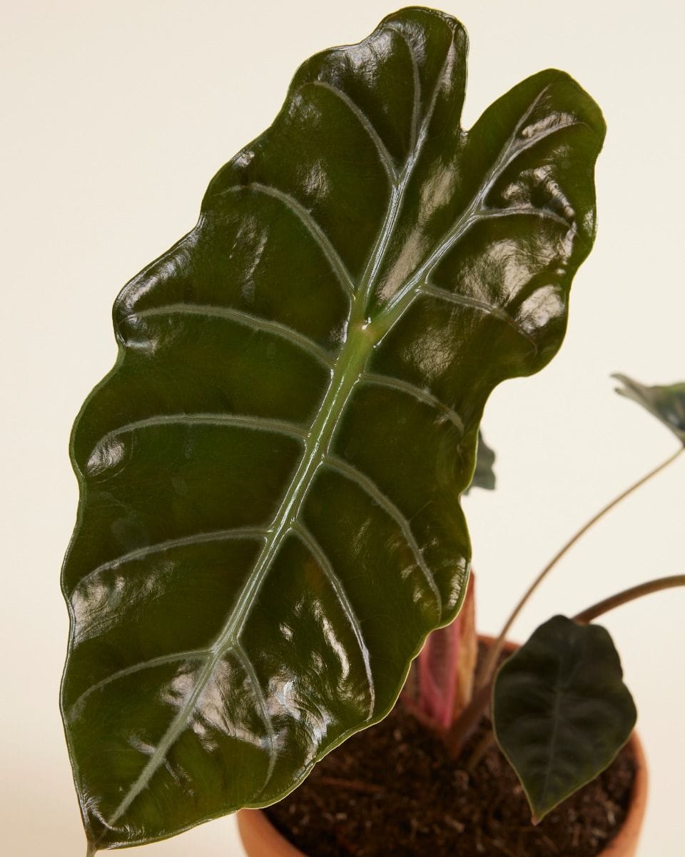 Alocasia Elefantenohr Chantrieri
