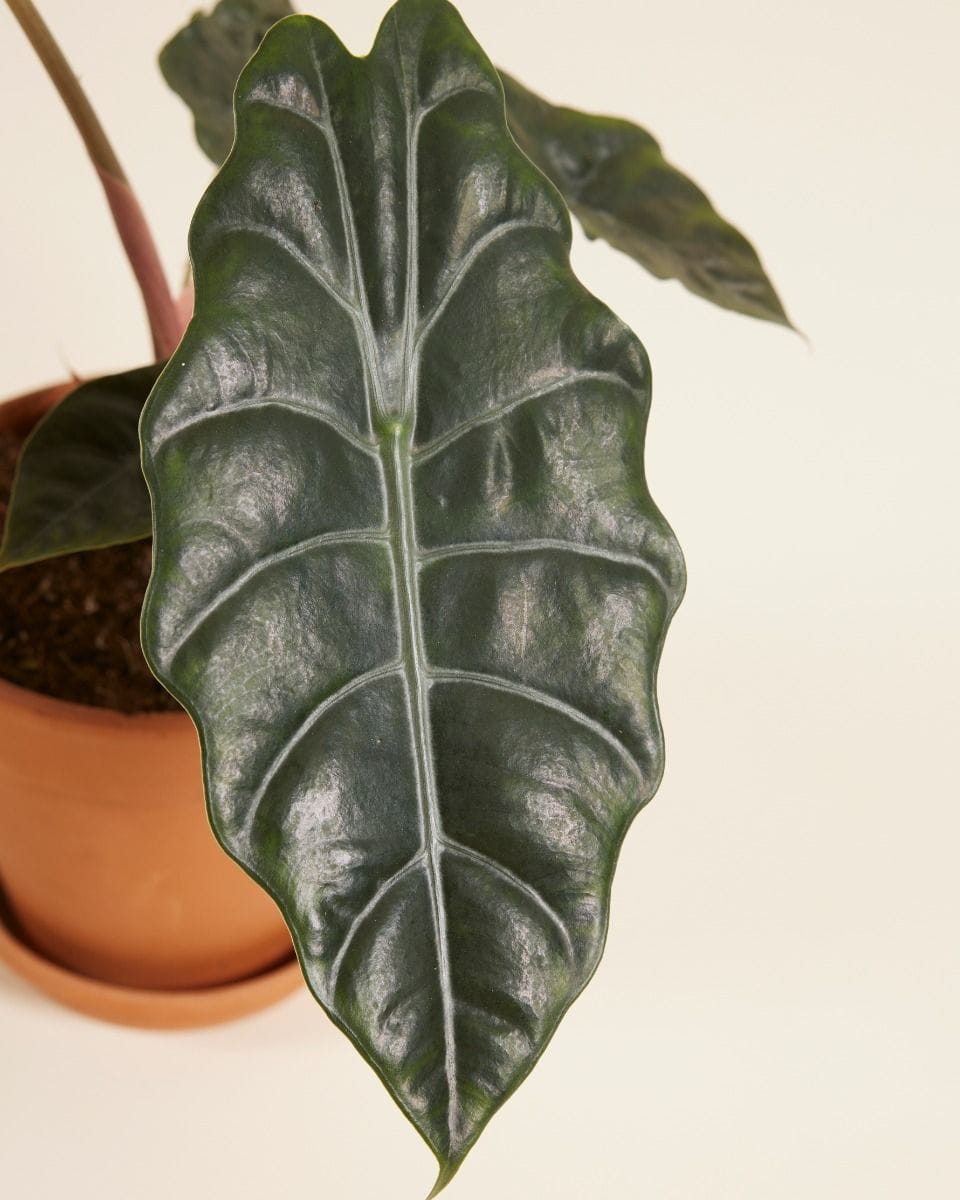Alocasia Elefantenohr Chantrieri