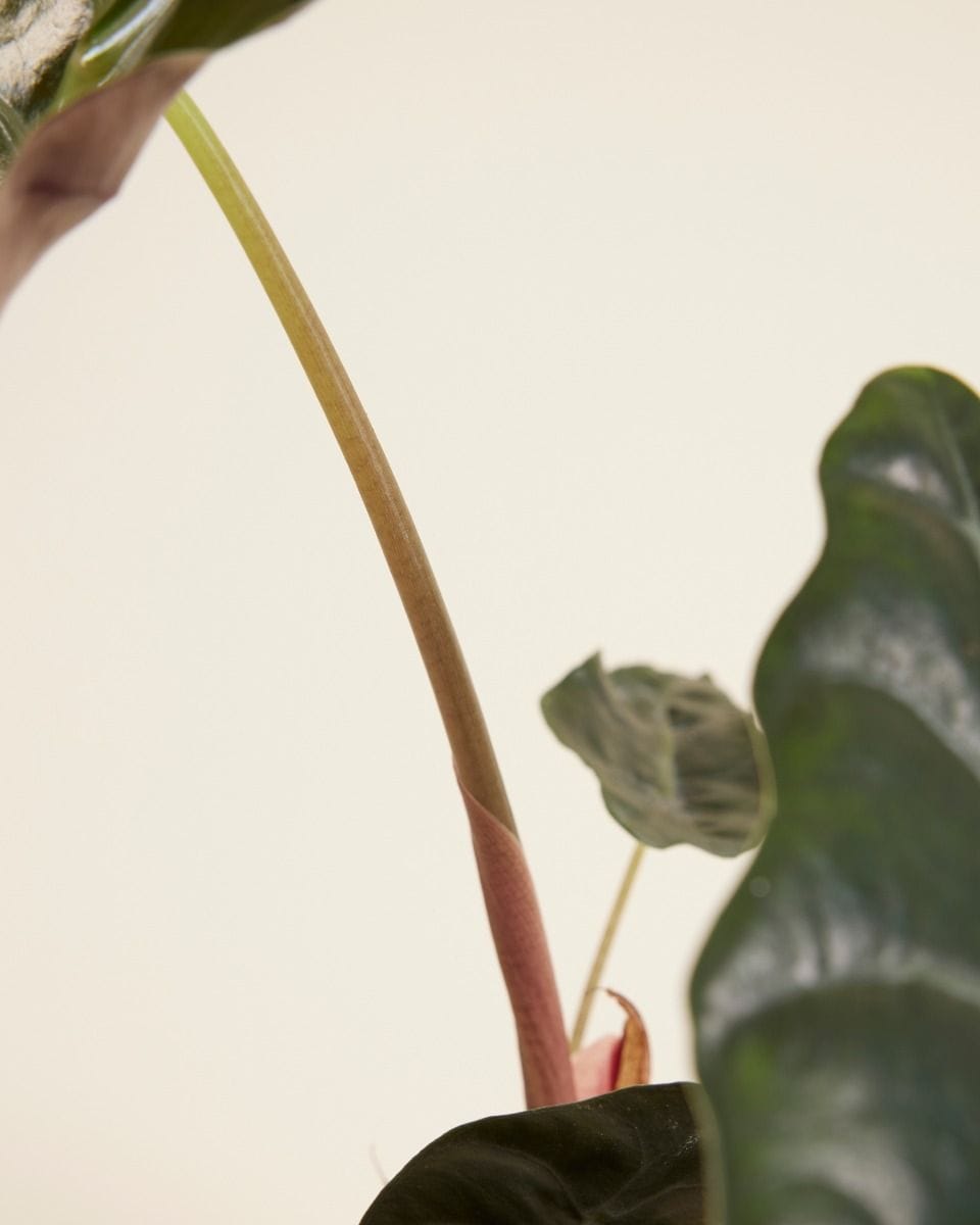 Alocasia Elefantenohr Chantrieri