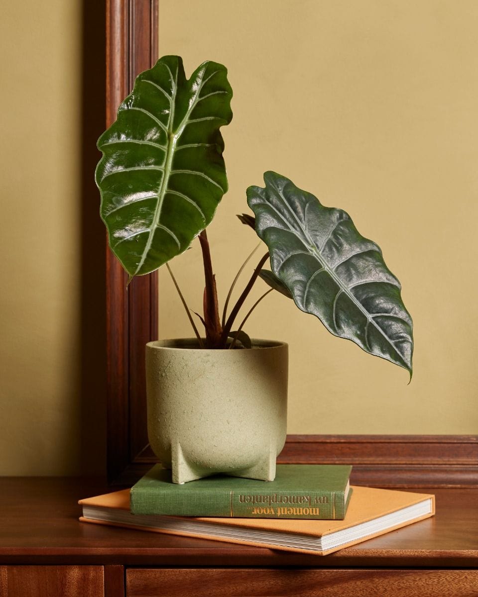 Alocasia Elefantenohr Chantrieri