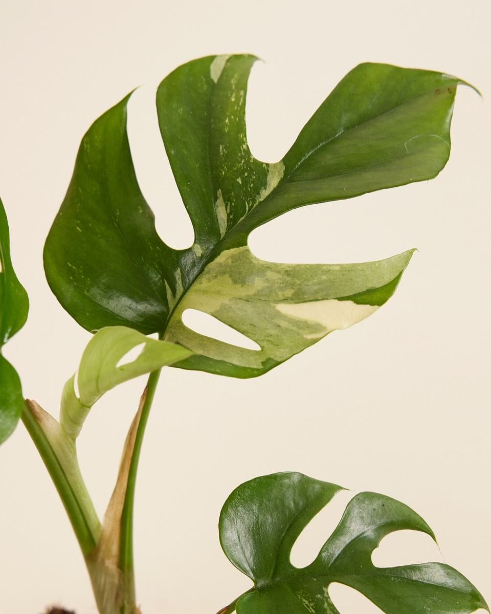 Rhaphidophora Tetrasperma Variegata B-grade