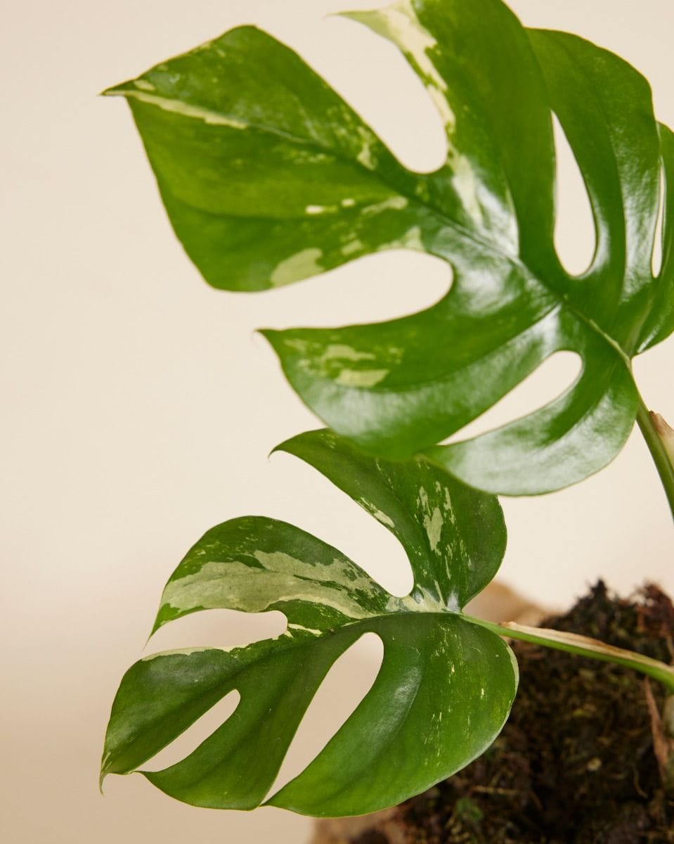 Rhaphidophora Tetrasperma Variegata B-grade