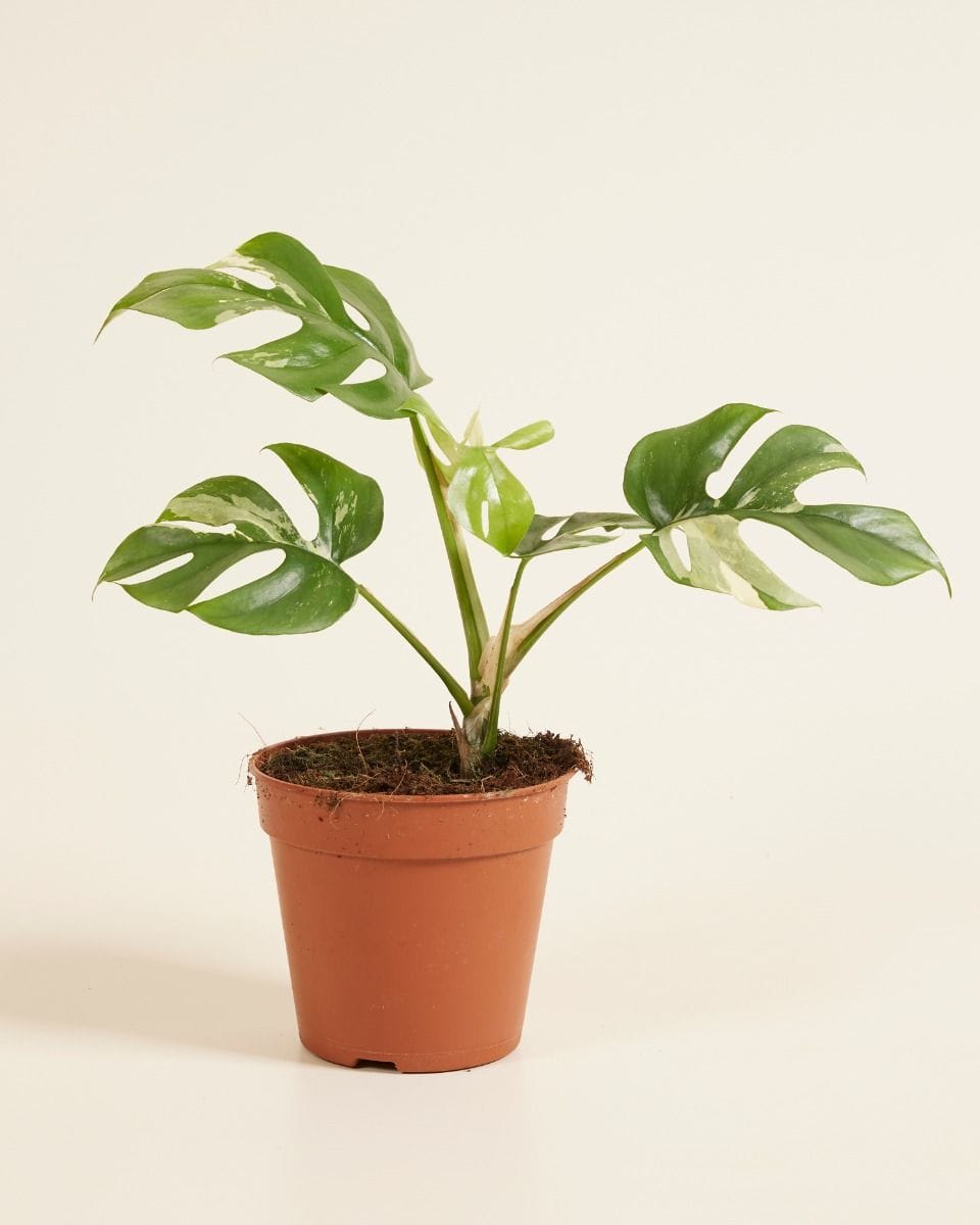 Rhaphidophora Tetrasperma Variegata B-grade