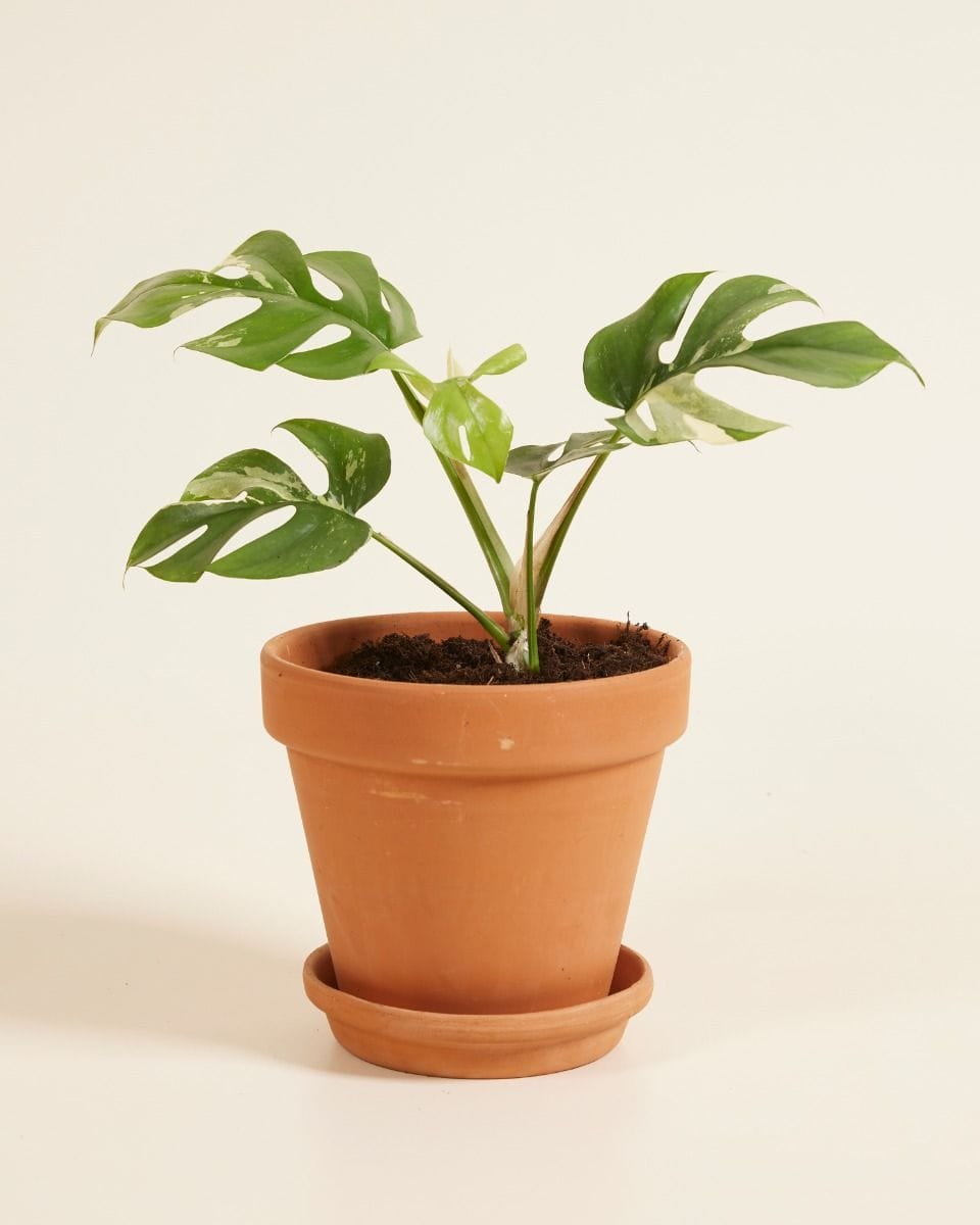 Rhaphidophora Tetrasperma Variegata B-grade