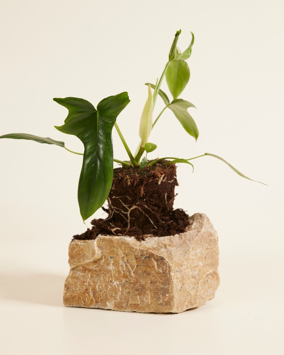 Philodendron Glad Hands