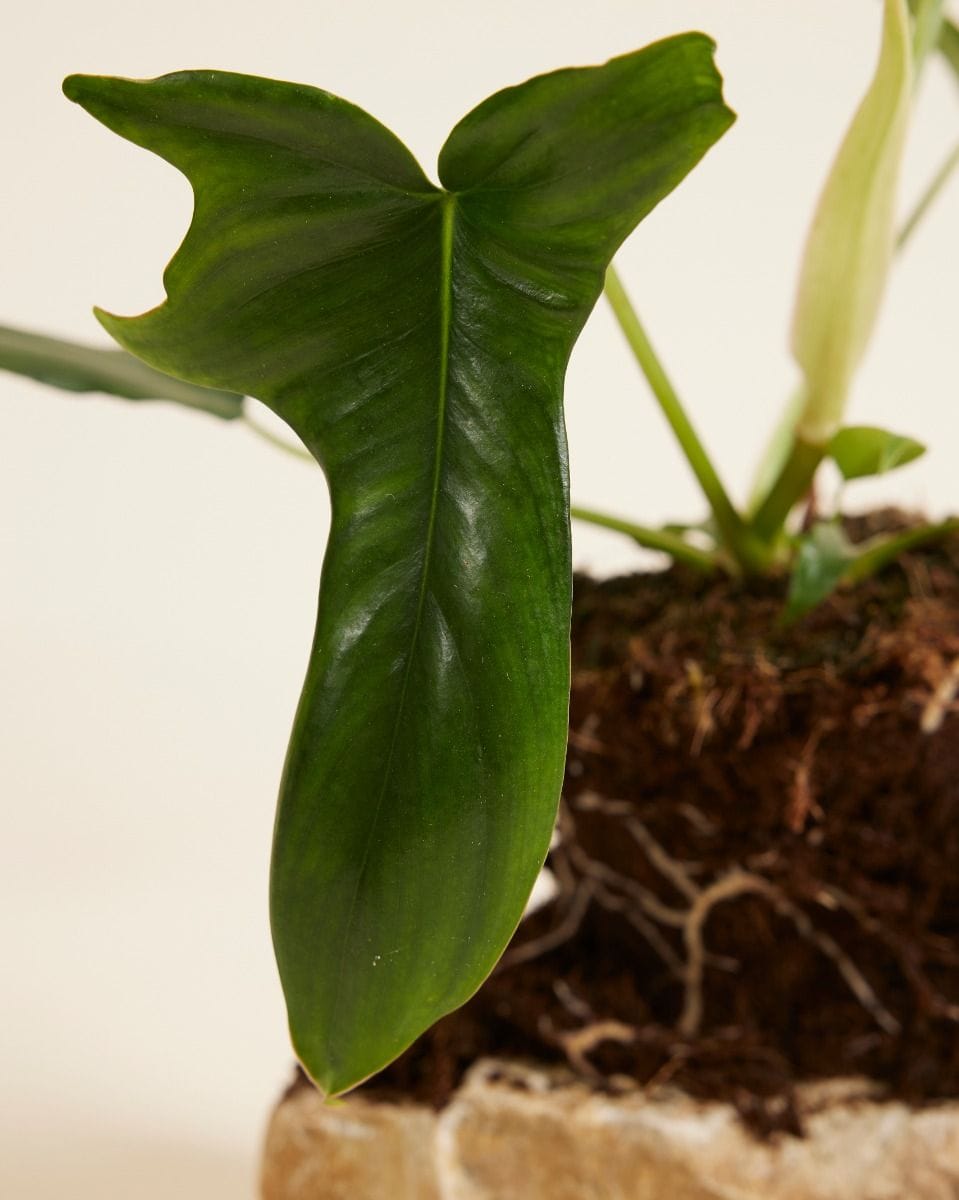 Philodendron Glad Hands