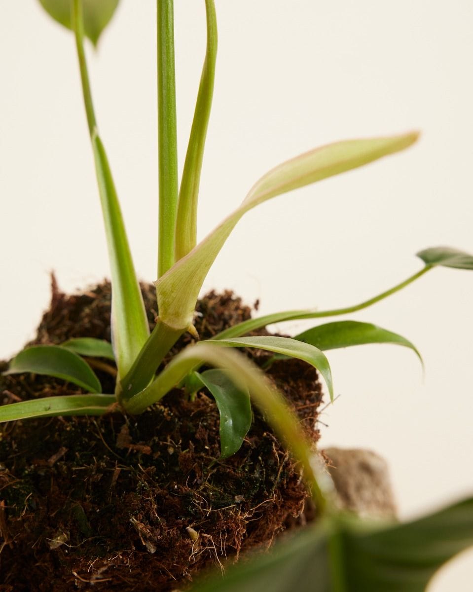 Philodendron Glad Hands