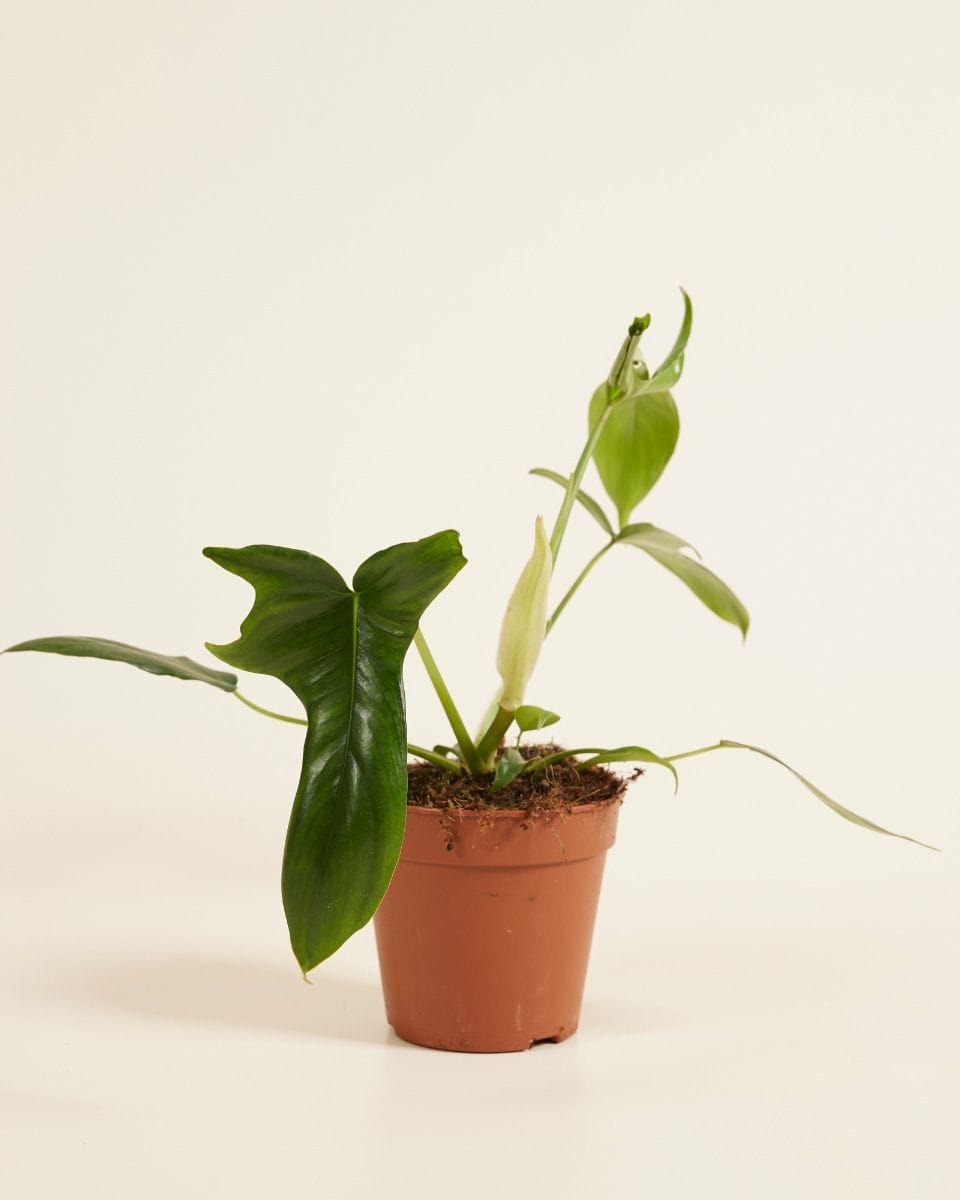 Philodendron Glad Hands
