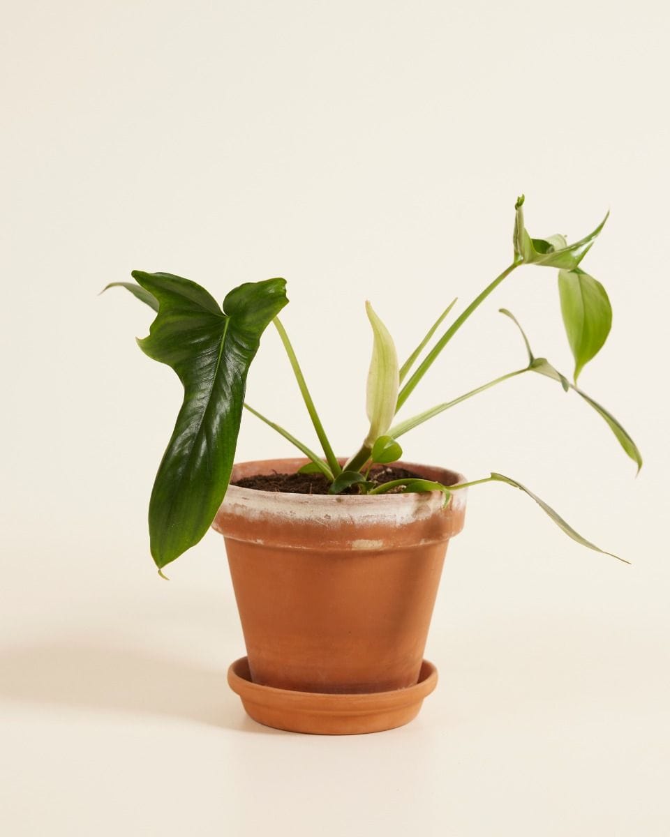 Philodendron Glad Hands